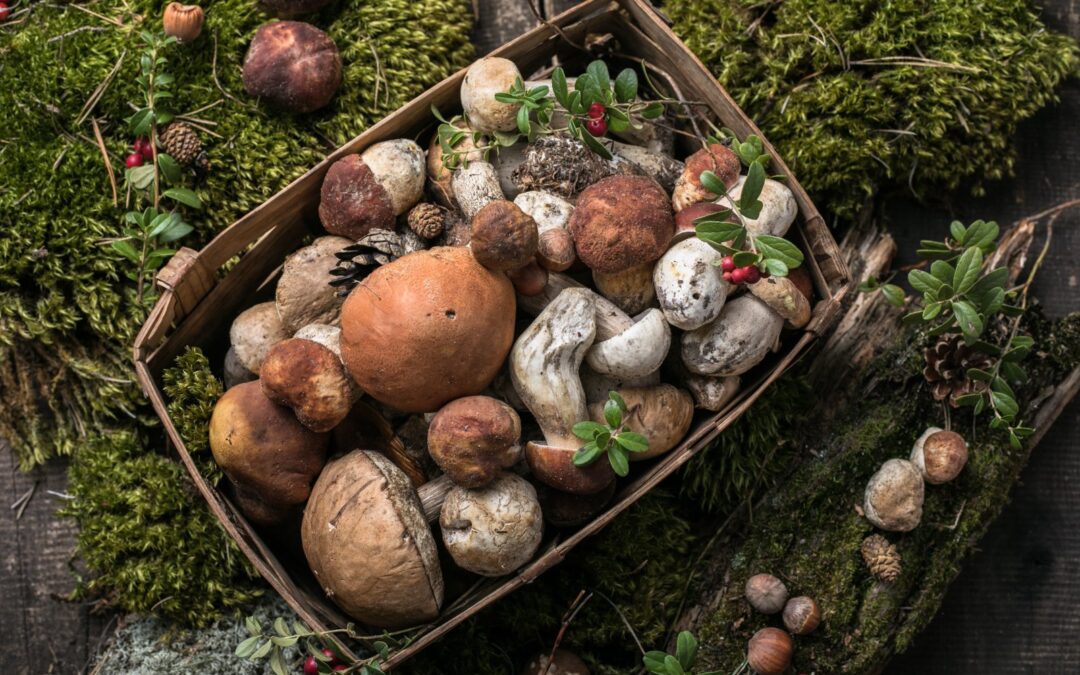 Czas na Grzybobranie: Poradnik Zbierania i Przyrządzania